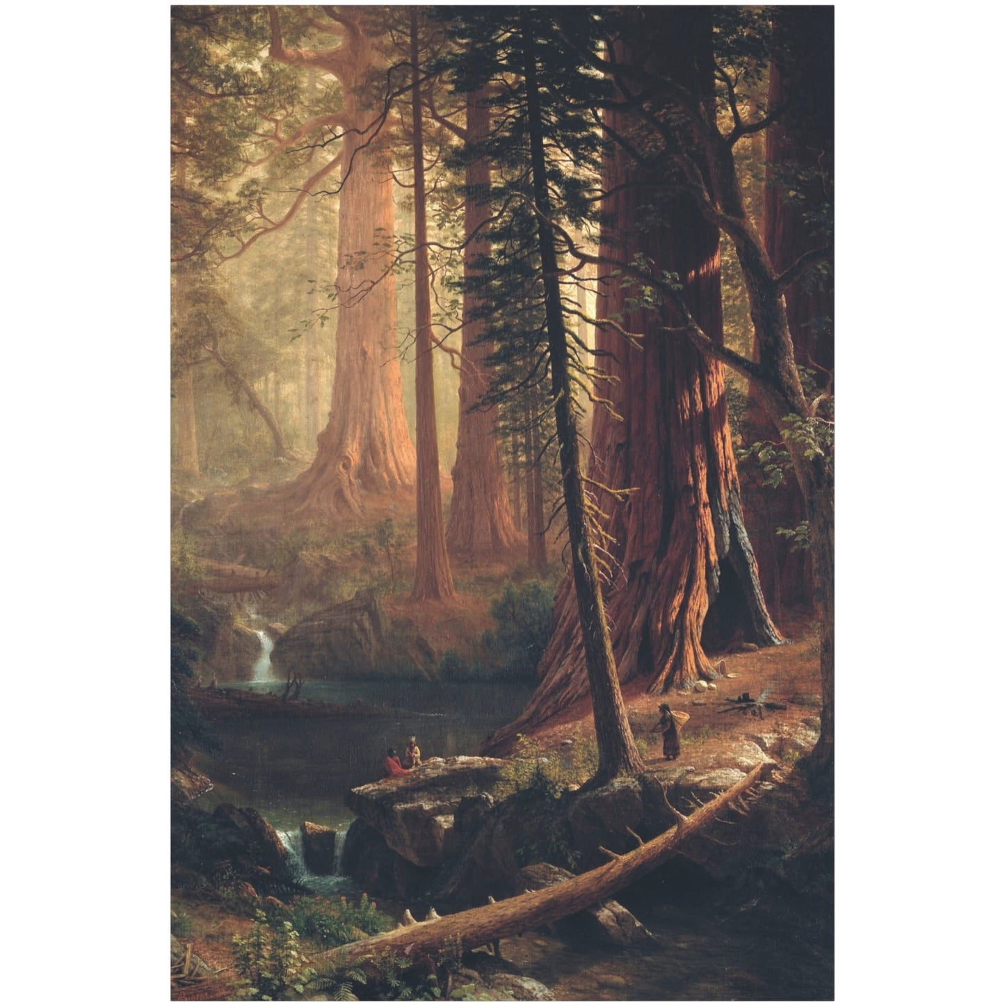 Giant Redwood Trees of California - Canvas Wrap