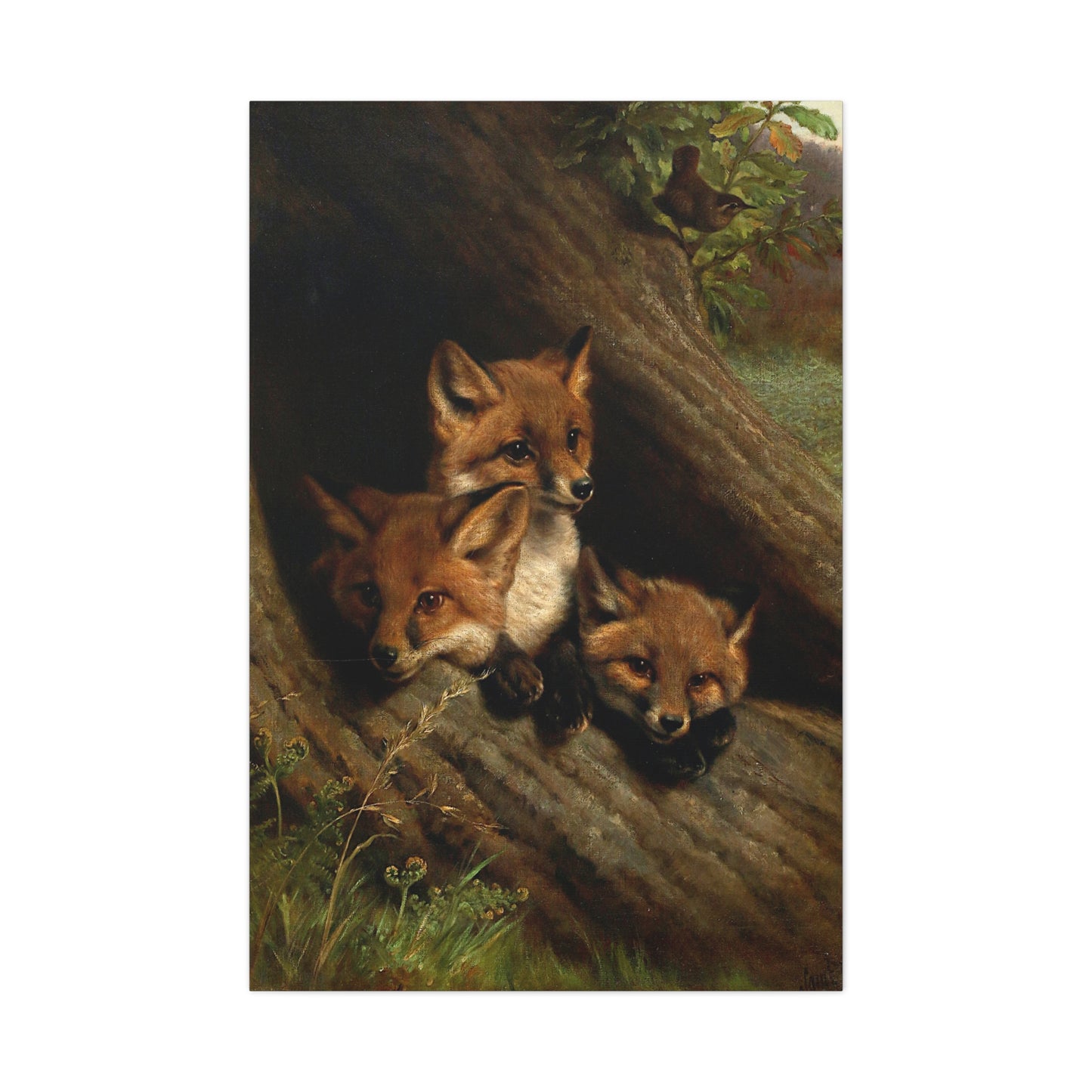 Young Foxes in a Hollow Tree - Canvas Wrap