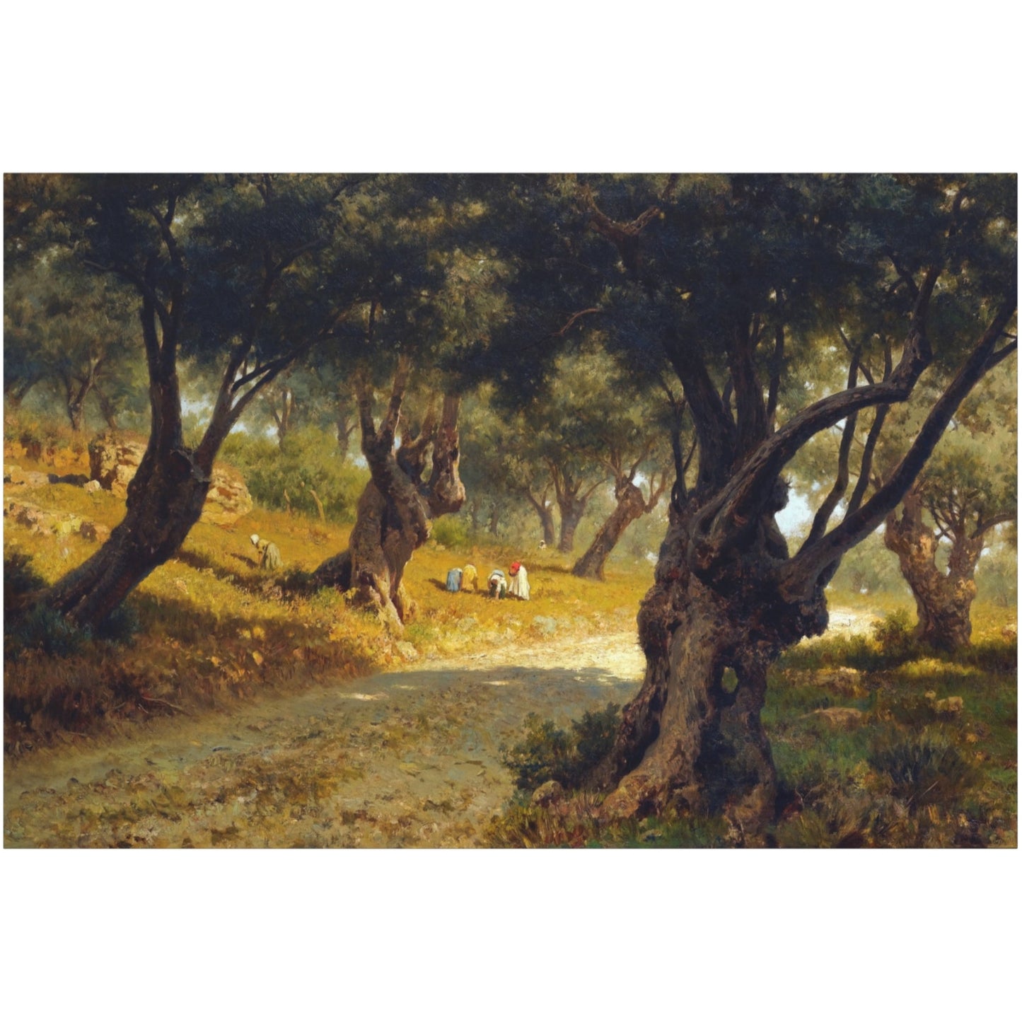 Poppies and Olive Trees - Canvas Wrap