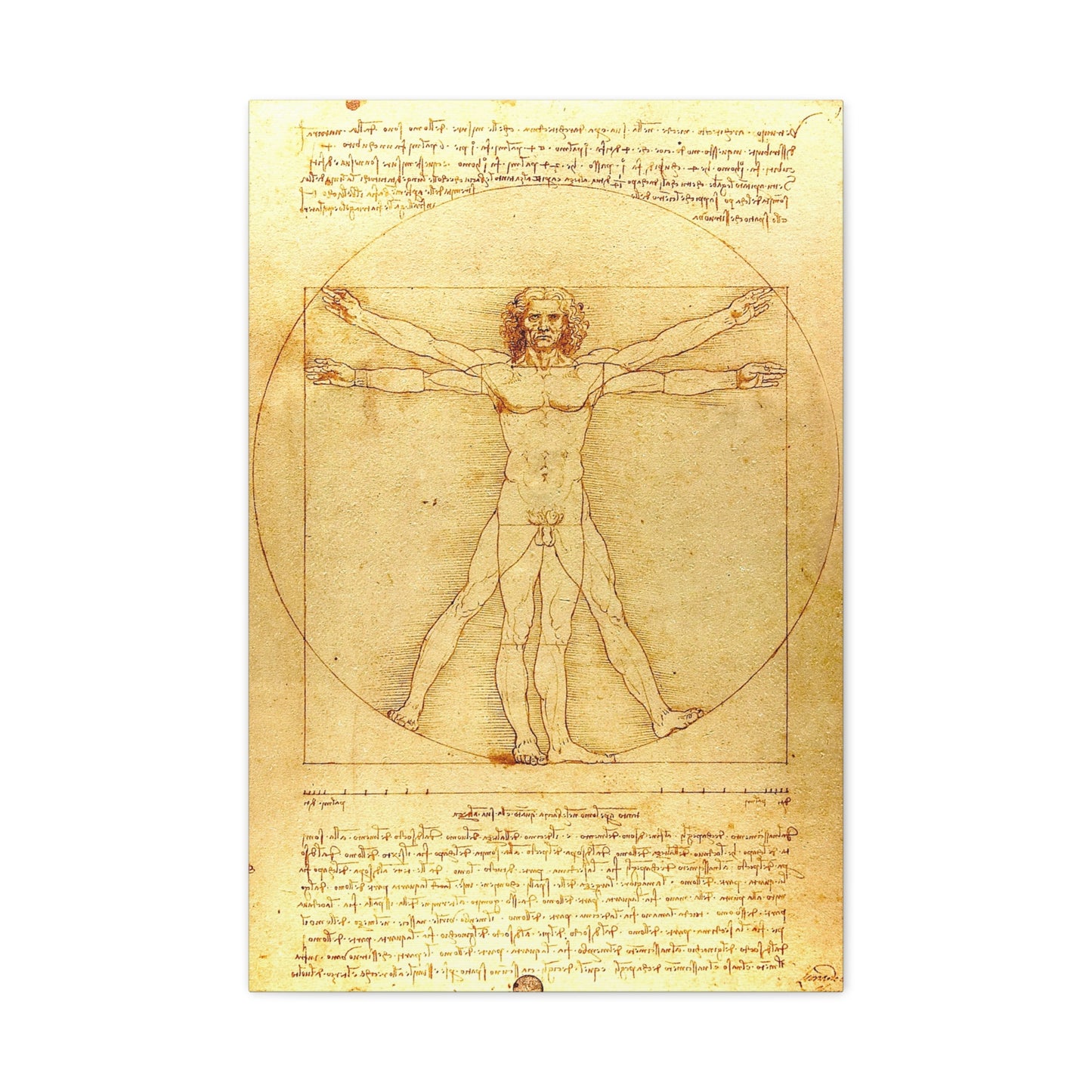 Vitruvian Man - Canvas Wrap