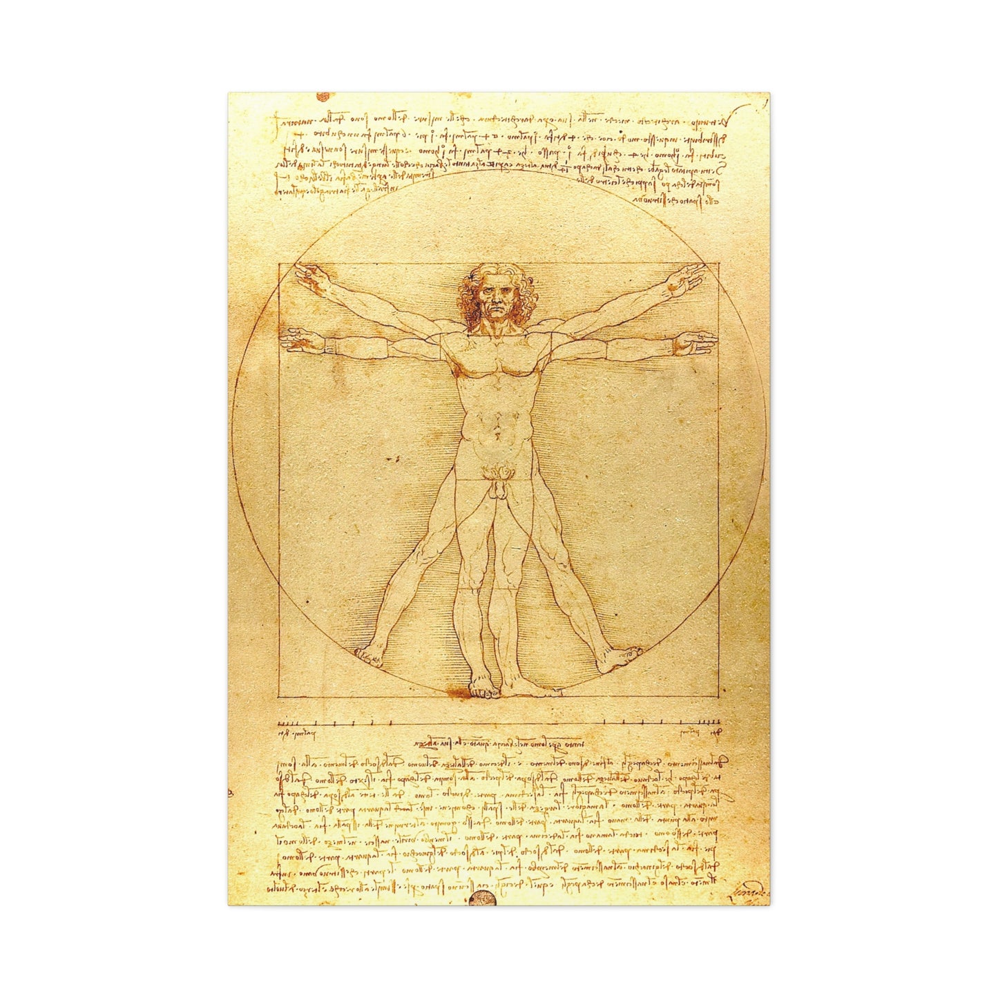 Vitruvian Man - Canvas Wrap