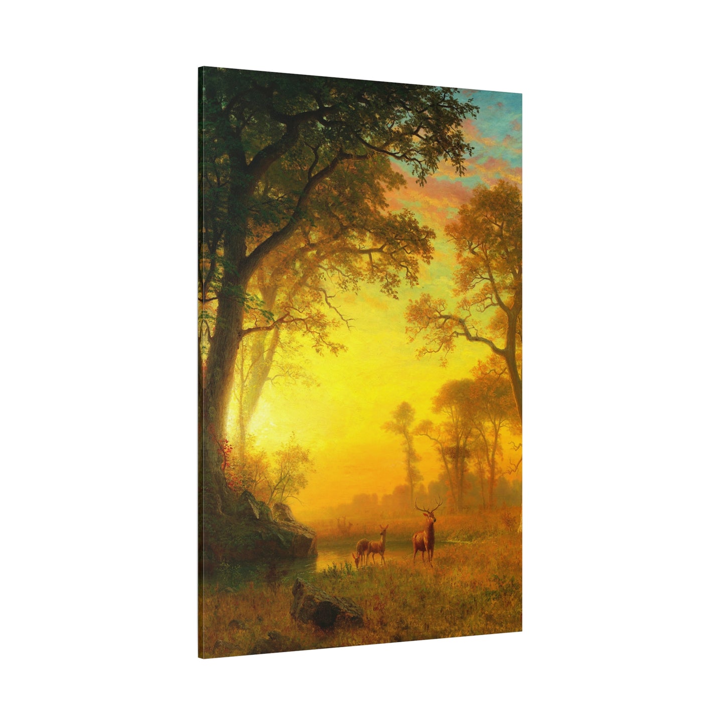 Light in the Forest - Canvas Wrap