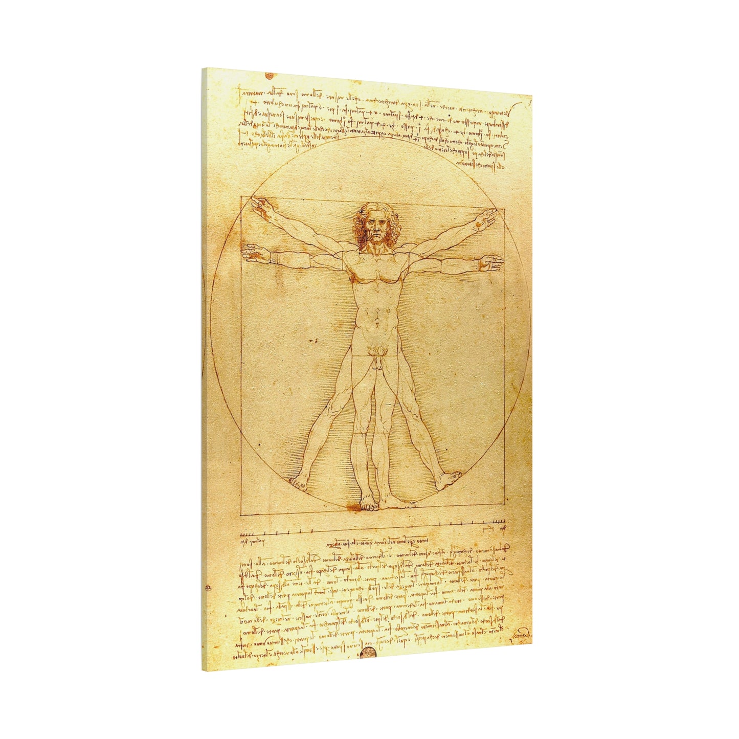 Vitruvian Man - Canvas Wrap