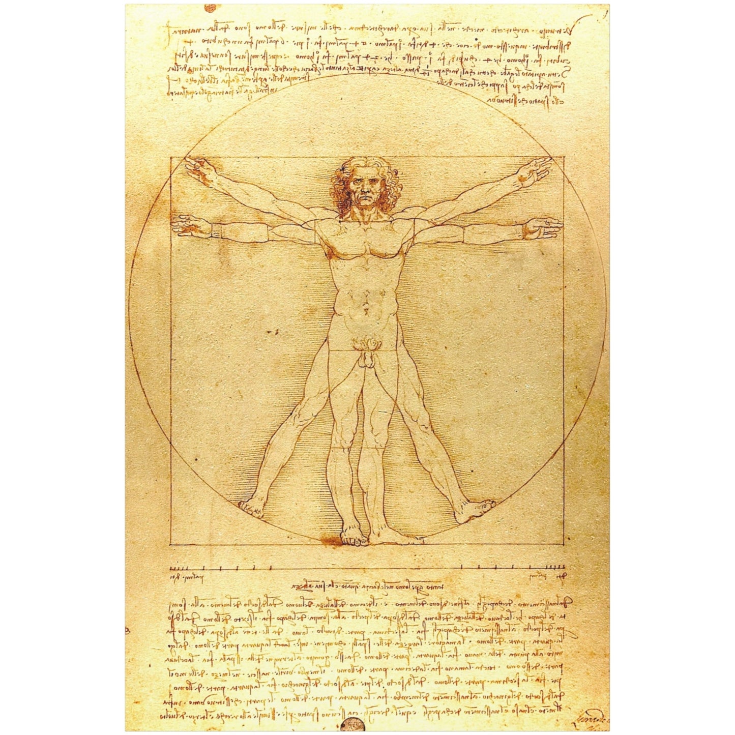 Vitruvian Man - Canvas Wrap