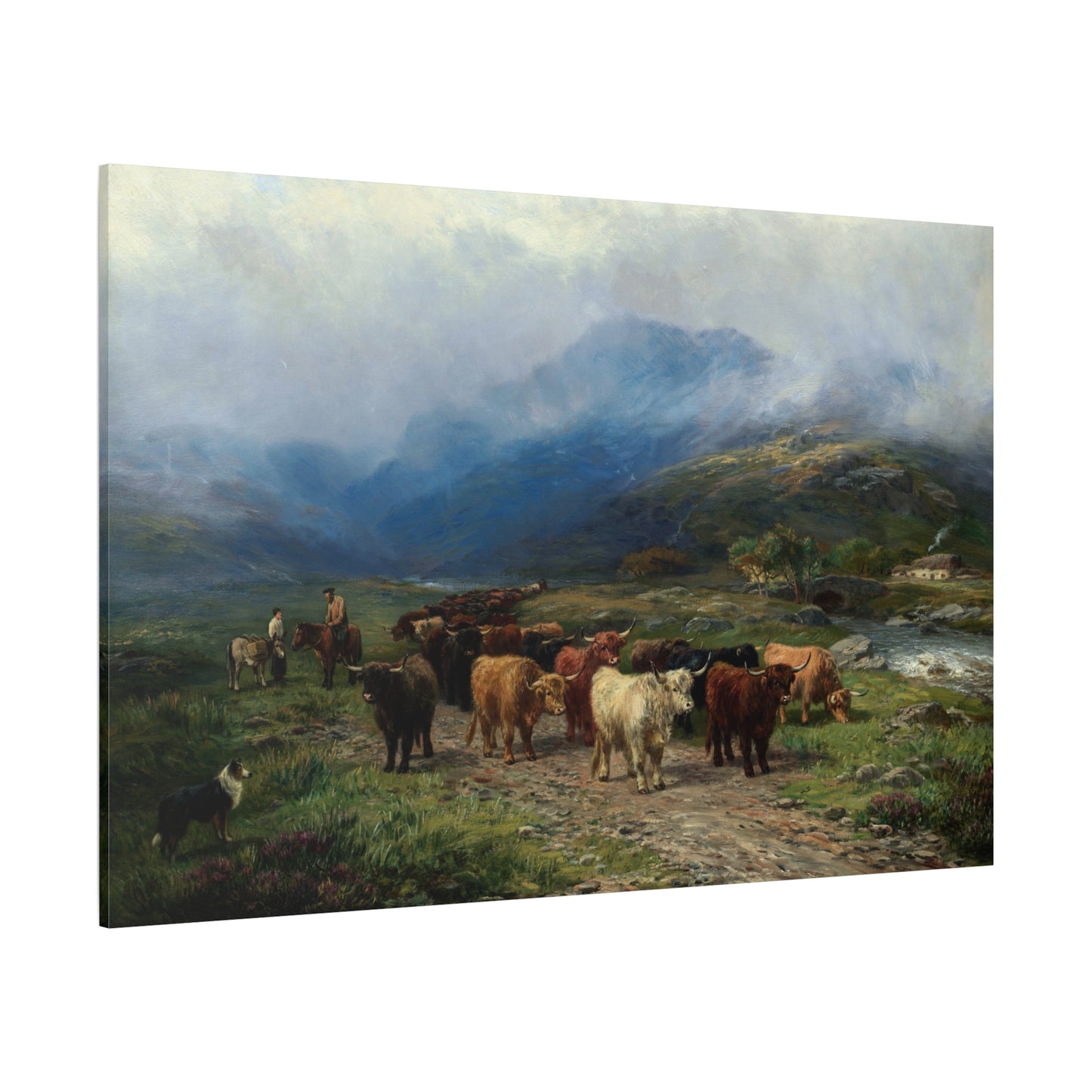 Highland Cattle - Canvas Wrap