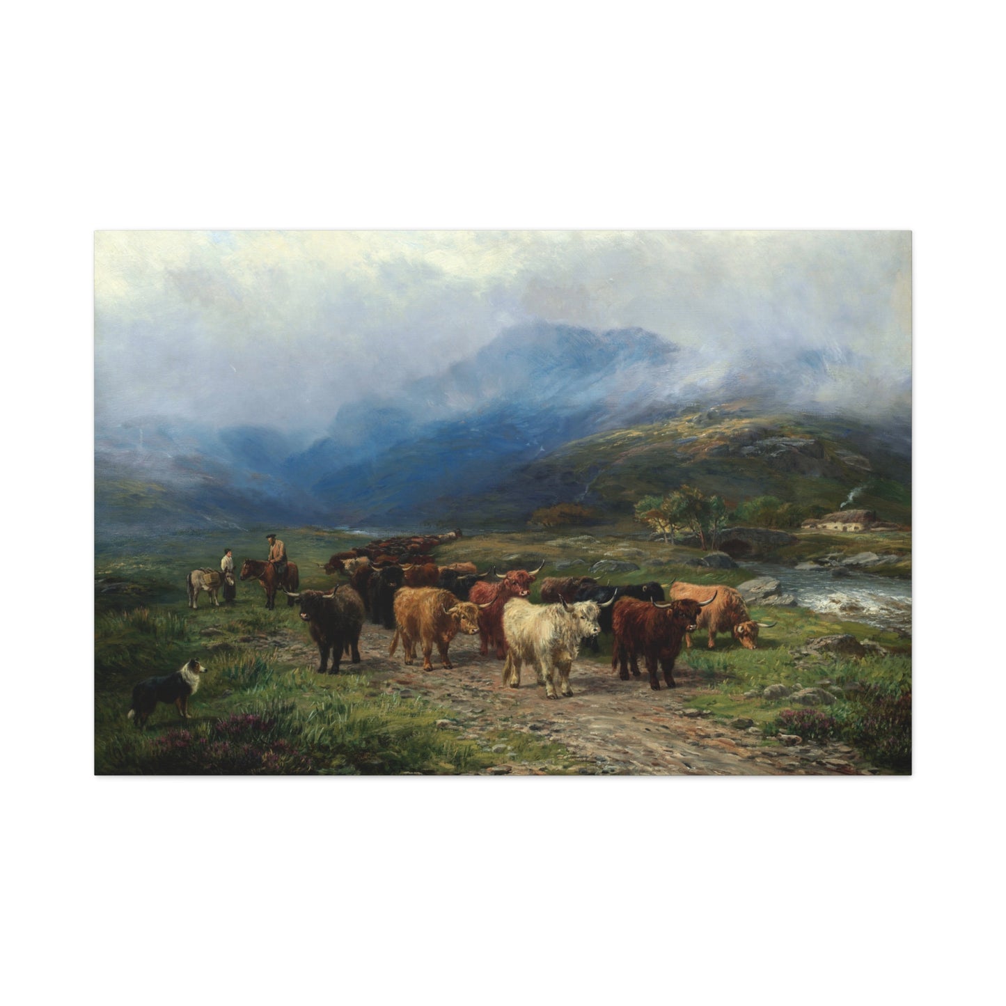 Highland Cattle - Canvas Wrap