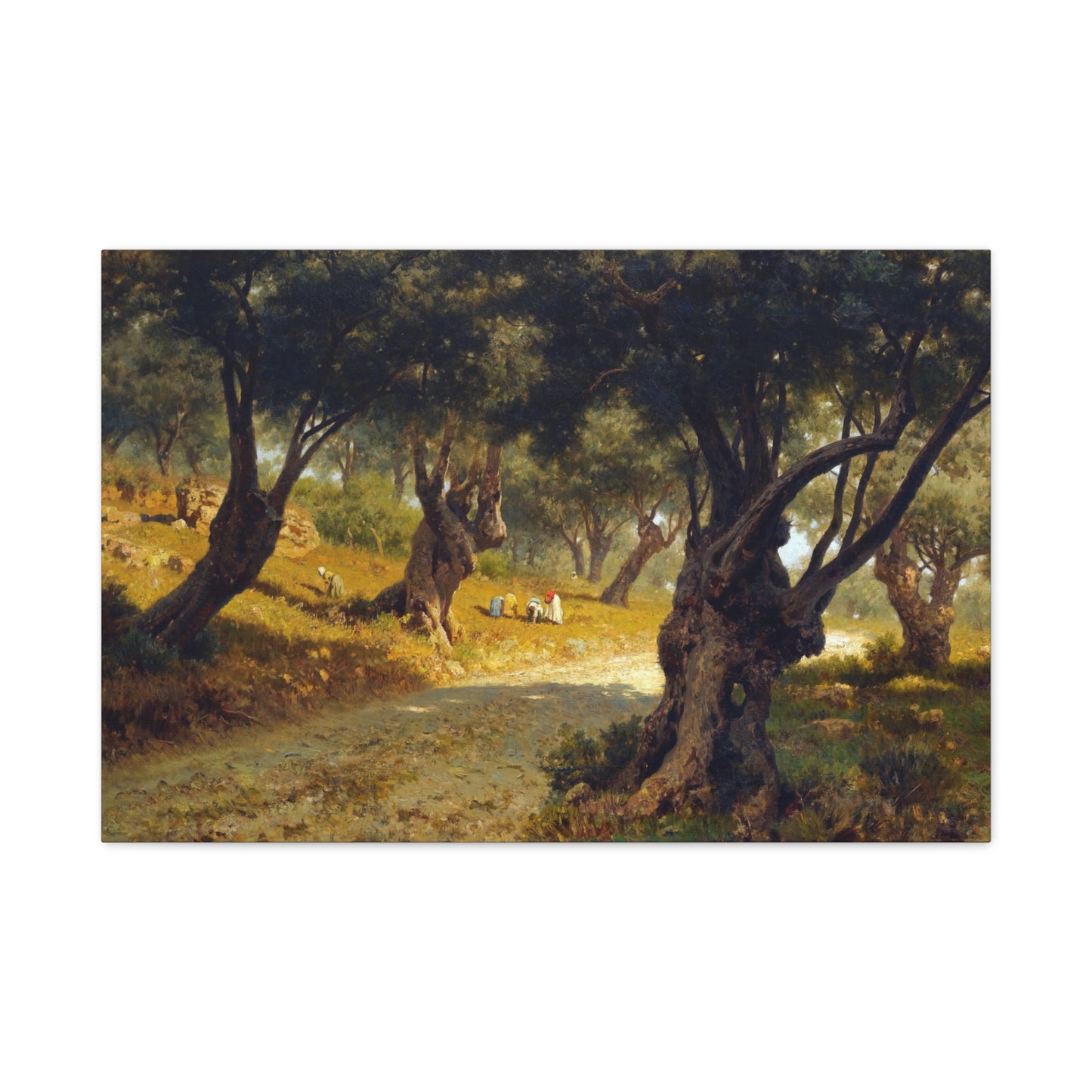 Poppies and Olive Trees - Canvas Wrap