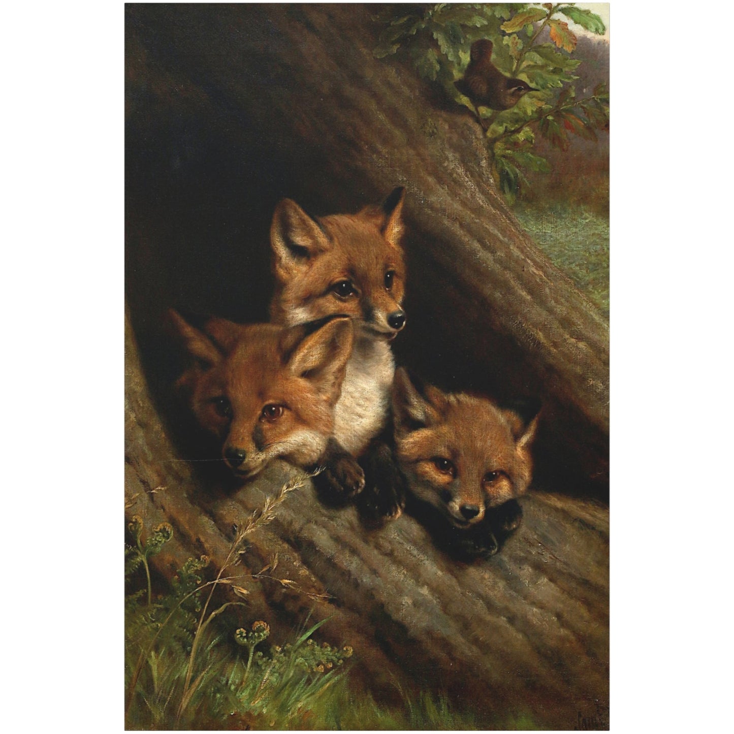 Young Foxes in a Hollow Tree - Canvas Wrap
