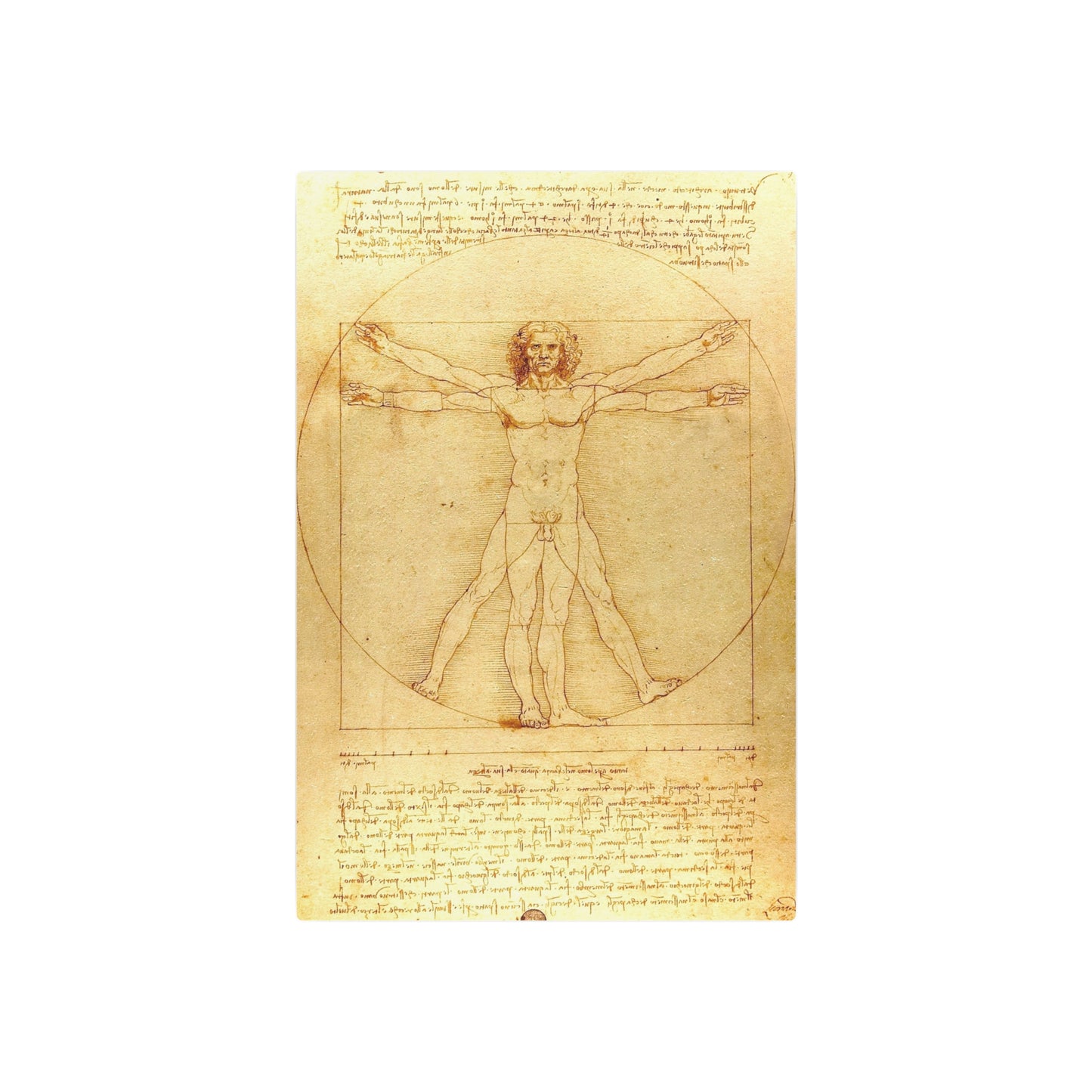 The Vitruvian Man - Metal Print