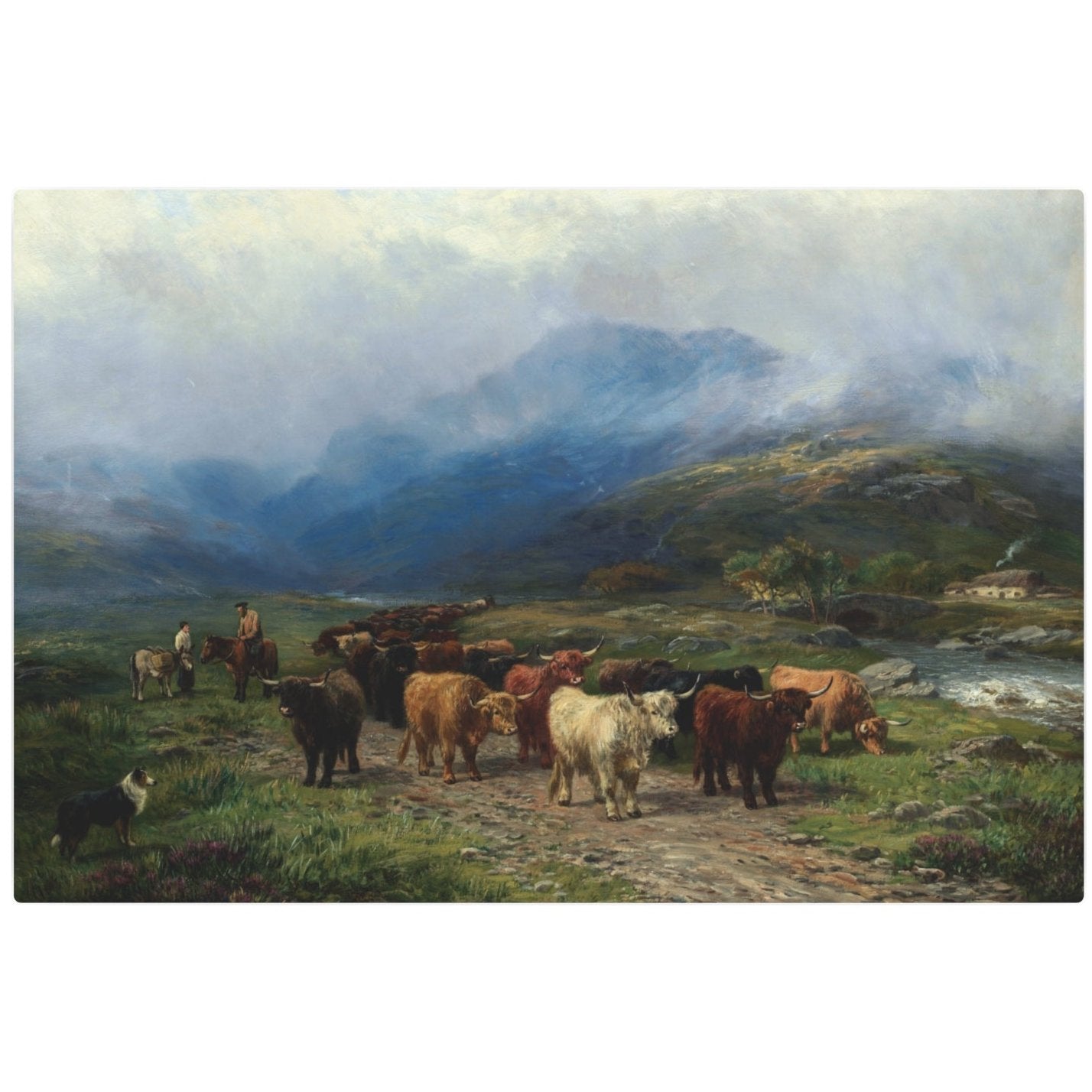 Highland Cattle - Metal Print