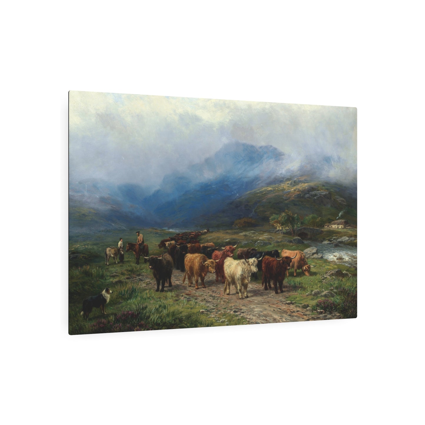 Highland Cattle - Metal Print