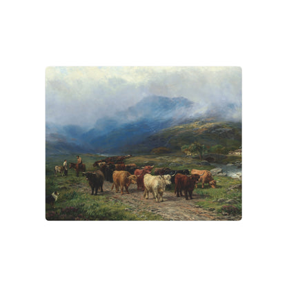 Highland Cattle - Metal Print