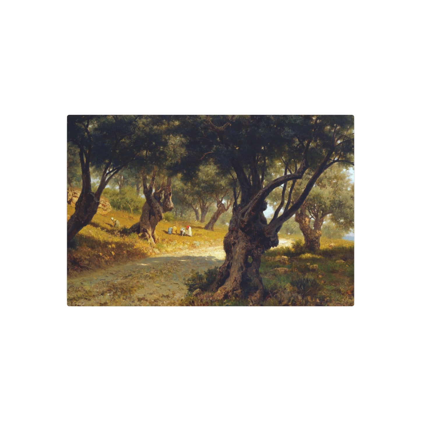 Poppies and Olive Trees - Metal Print