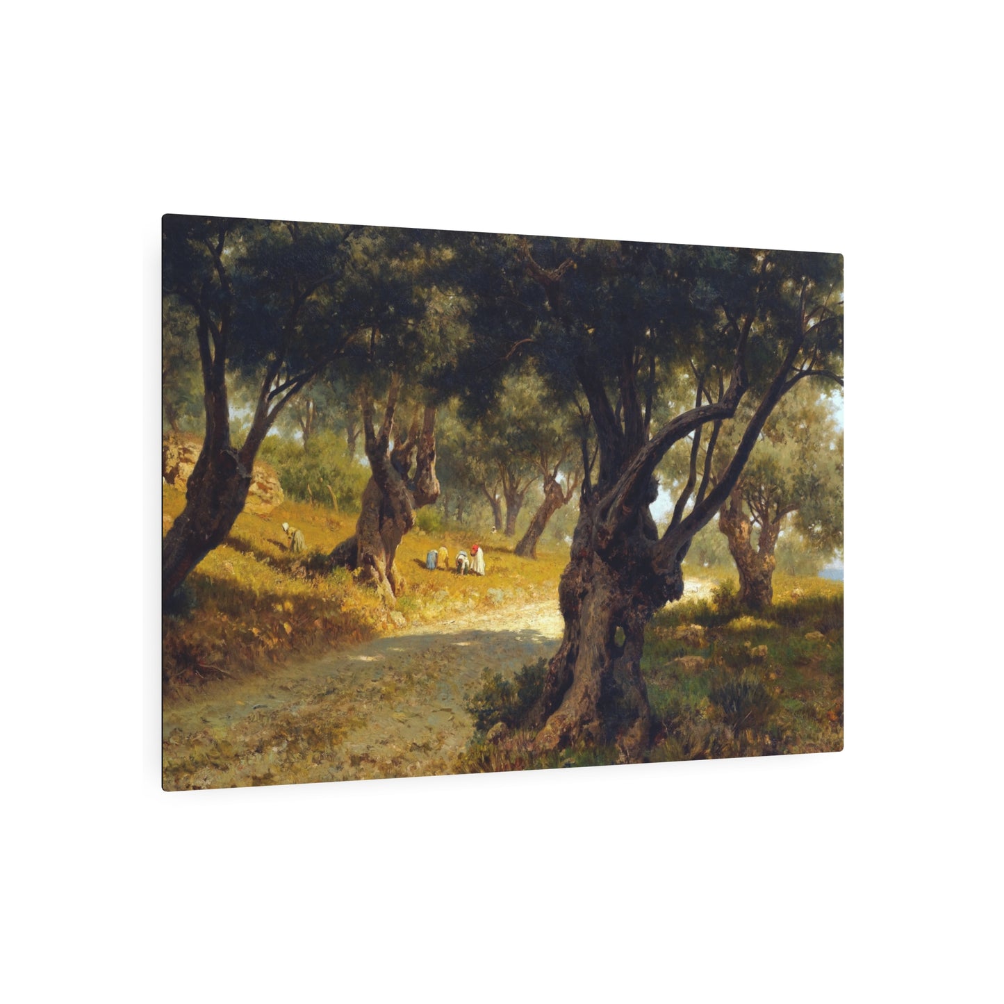 Poppies and Olive Trees - Metal Print