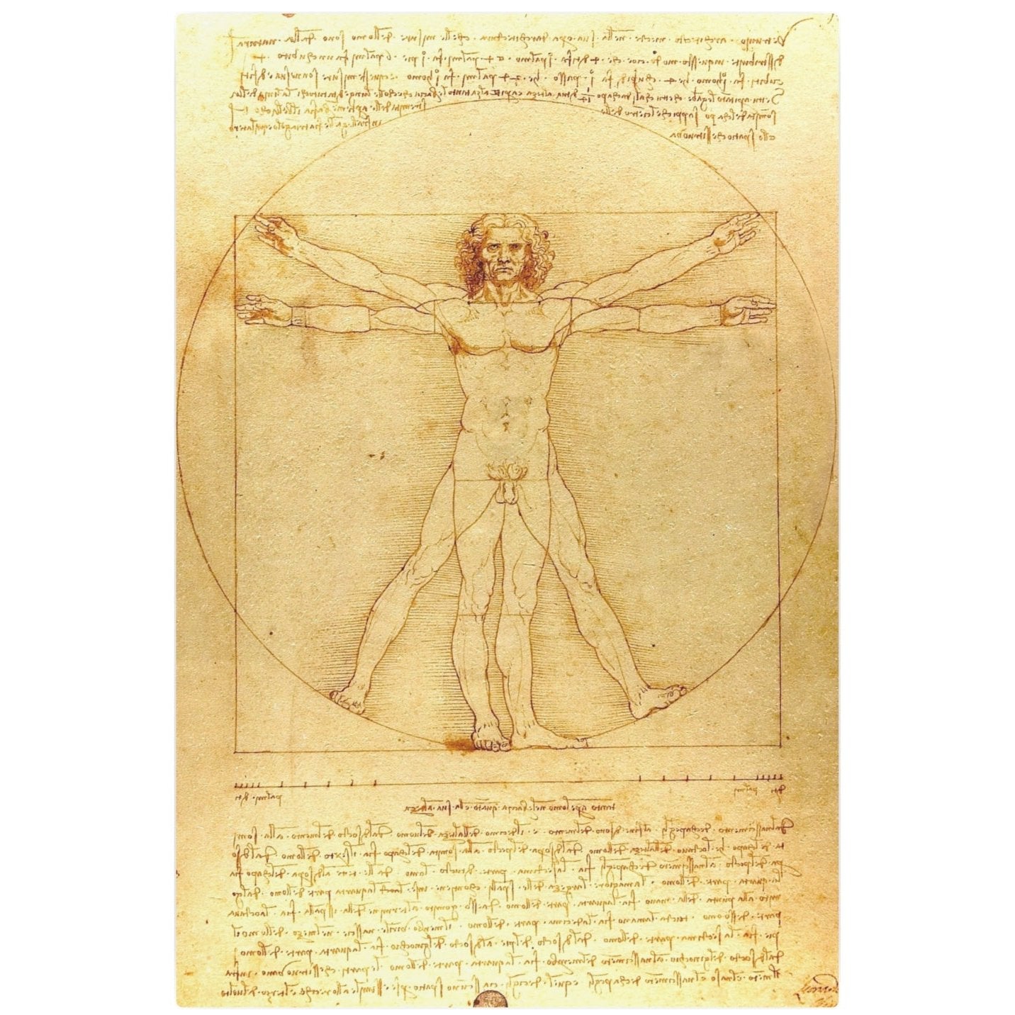 The Vitruvian Man - Metal Print