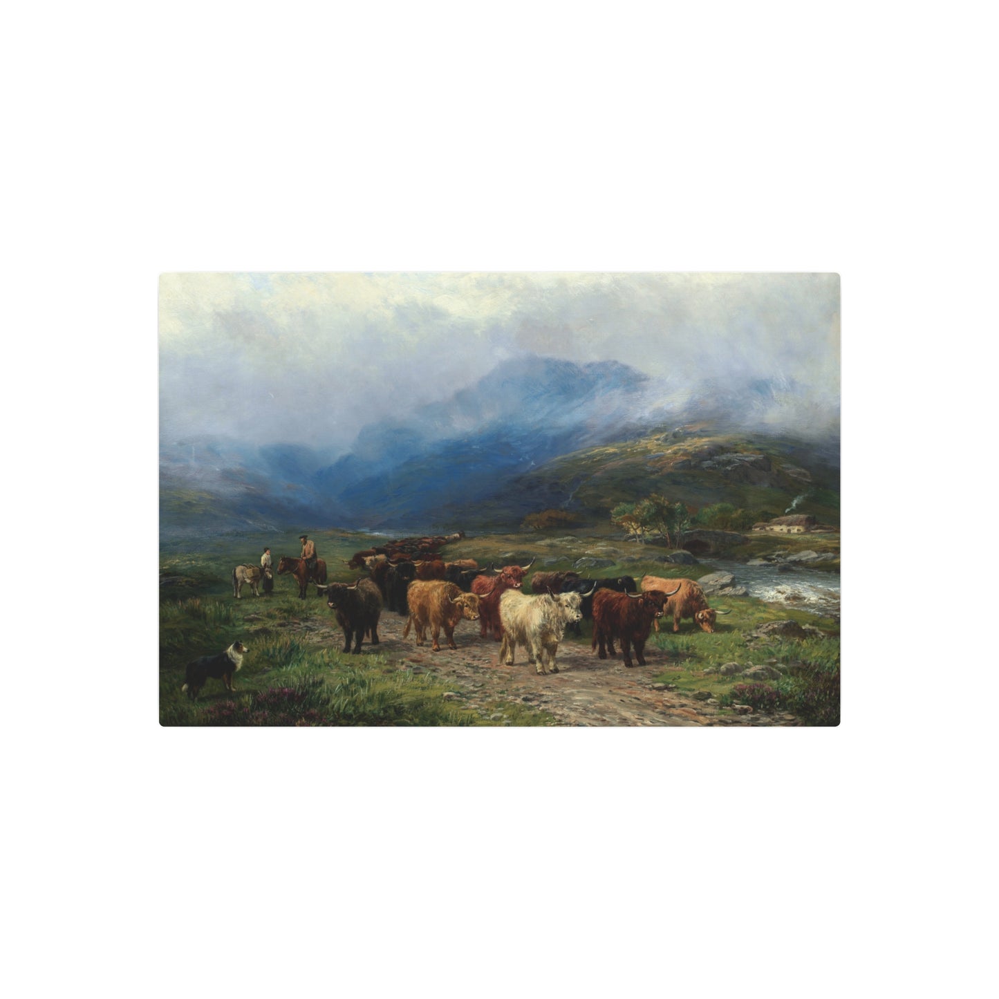 Highland Cattle - Metal Print