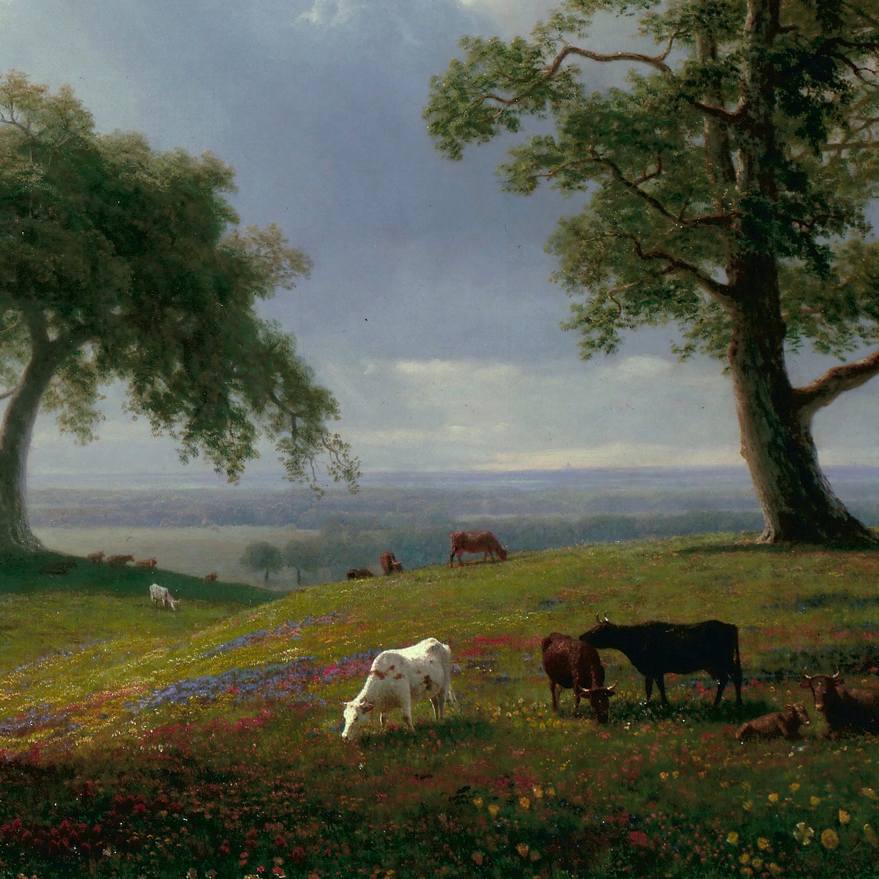 California Spring – ApolloTerra