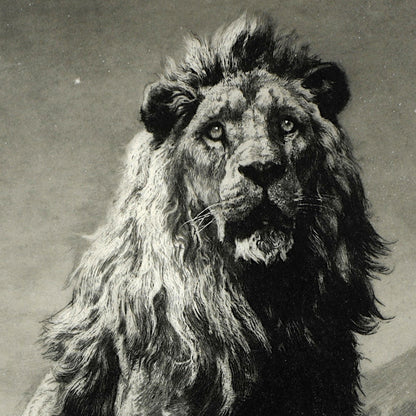 The King - Canvas Wrap