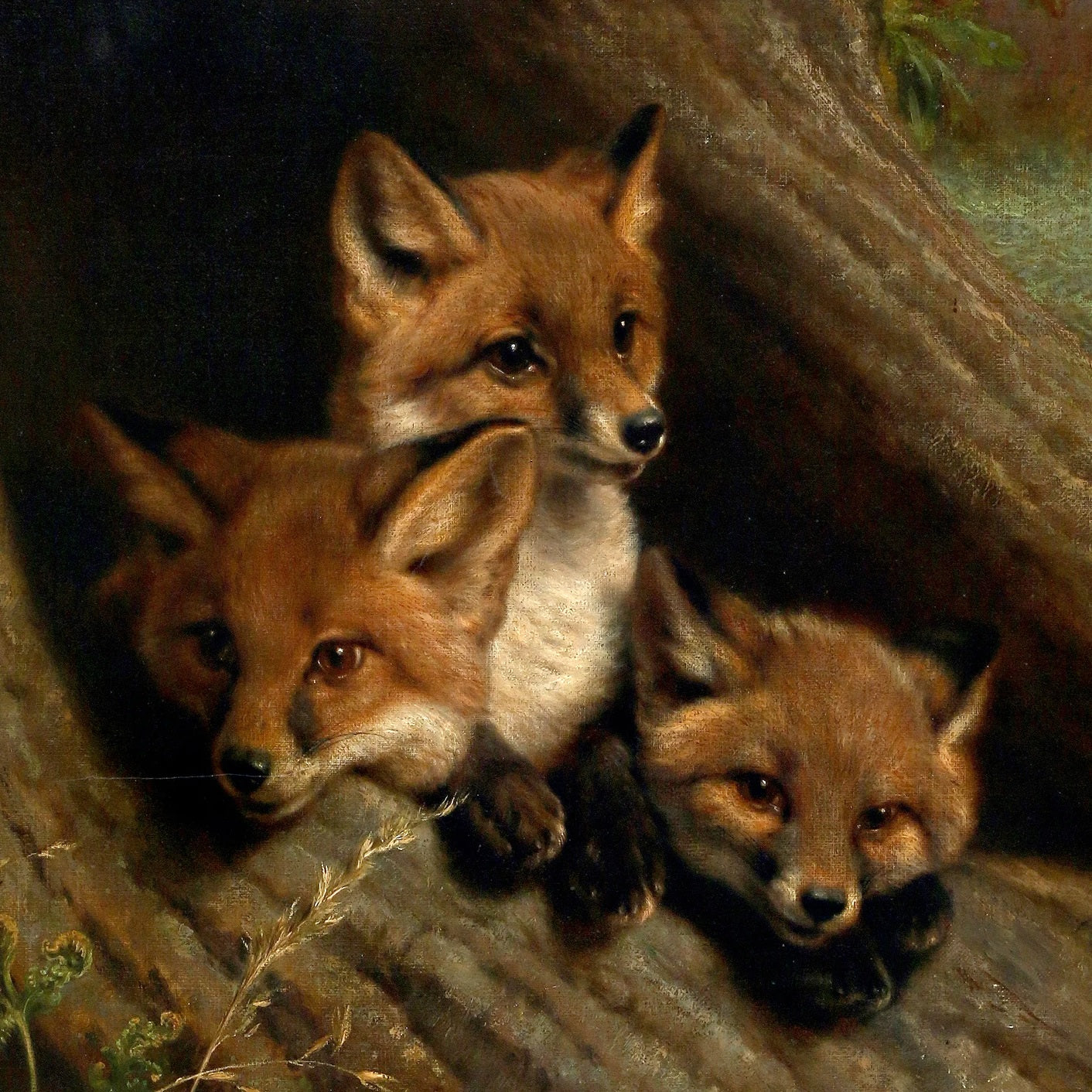 Young Foxes in a Hollow Tree - Canvas Wrap